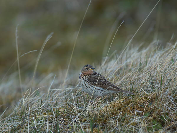 Lapinkirvinen, Red-throated Pipit, Anthus cervinus